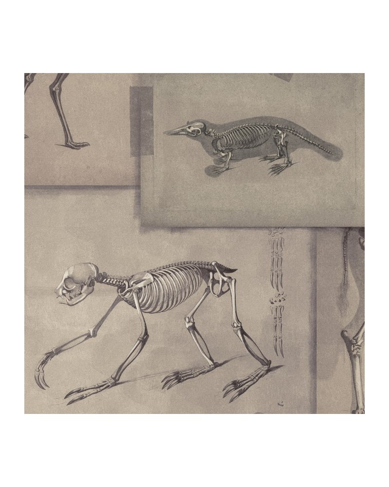 Papel Pintado ZOOARCHAEOLOGY WP20236 - MIND THE GAP Papel Pintado ZOOARCHAEOLOGY WP20236 - MIND THE GAP