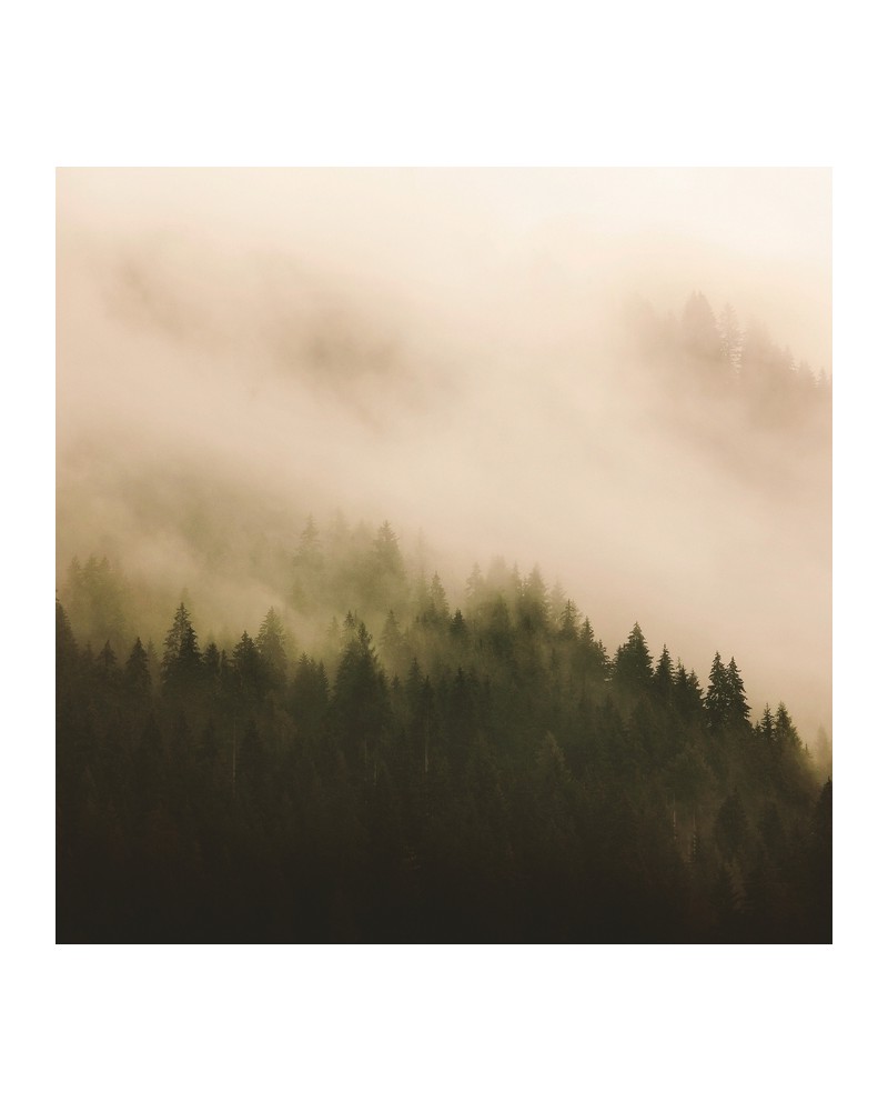 Papel Pintado 6500204 WOODS FOR FOREST - COORDONNE Papel Pintado 6500204 WOODS FOR FOREST - COORDONNE