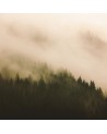 Papel Pintado 6500204 WOODS FOR FOREST - COORDONNE
