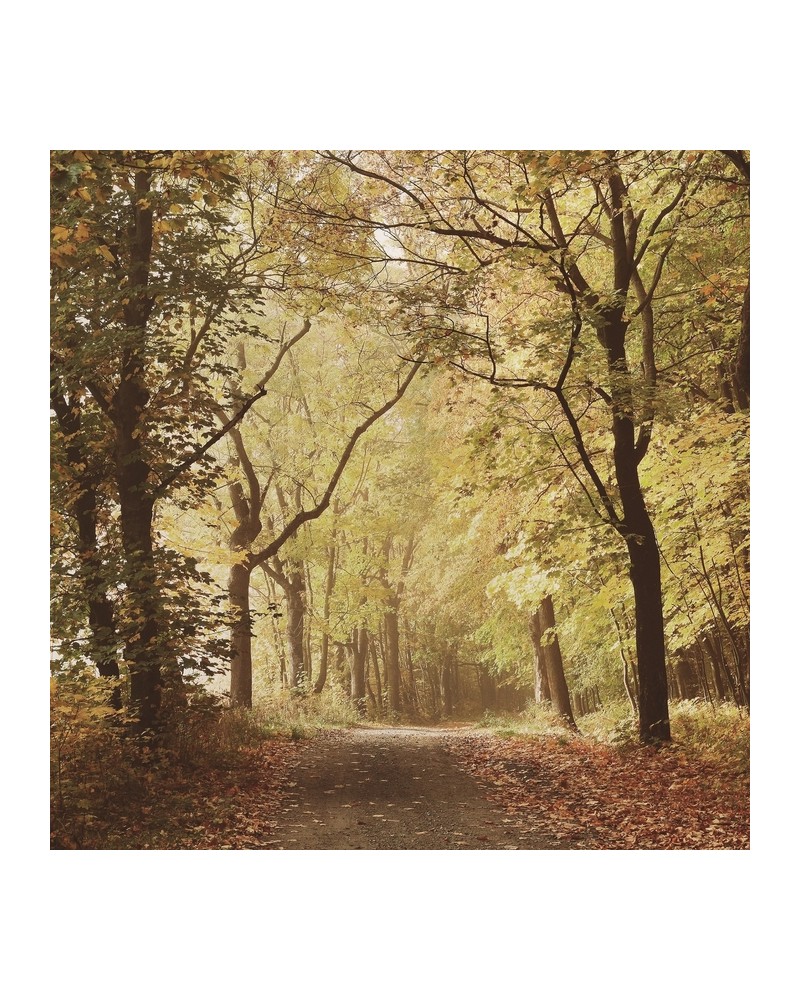 Papel Pintado 6500207 WOODS OCTOBER PATH - COORDONNE Papel Pintado 6500207 WOODS OCTOBER PATH - COORDONNE