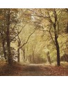 Papel Pintado 6500207 WOODS OCTOBER PATH - COORDONNE