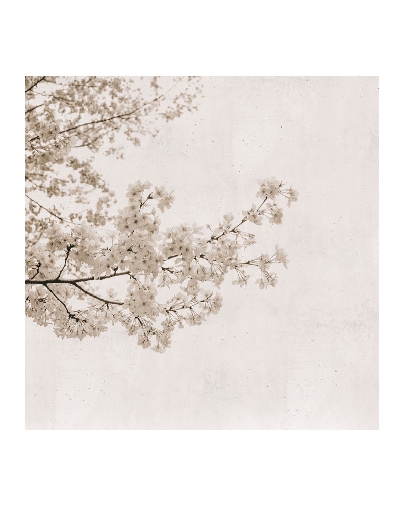 Papel Pintado 6500305 BLOSSOM ALMOND TREE GREY - COORDONNE Papel Pintado 6500305 BLOSSOM ALMOND TREE GREY - COORDONNE