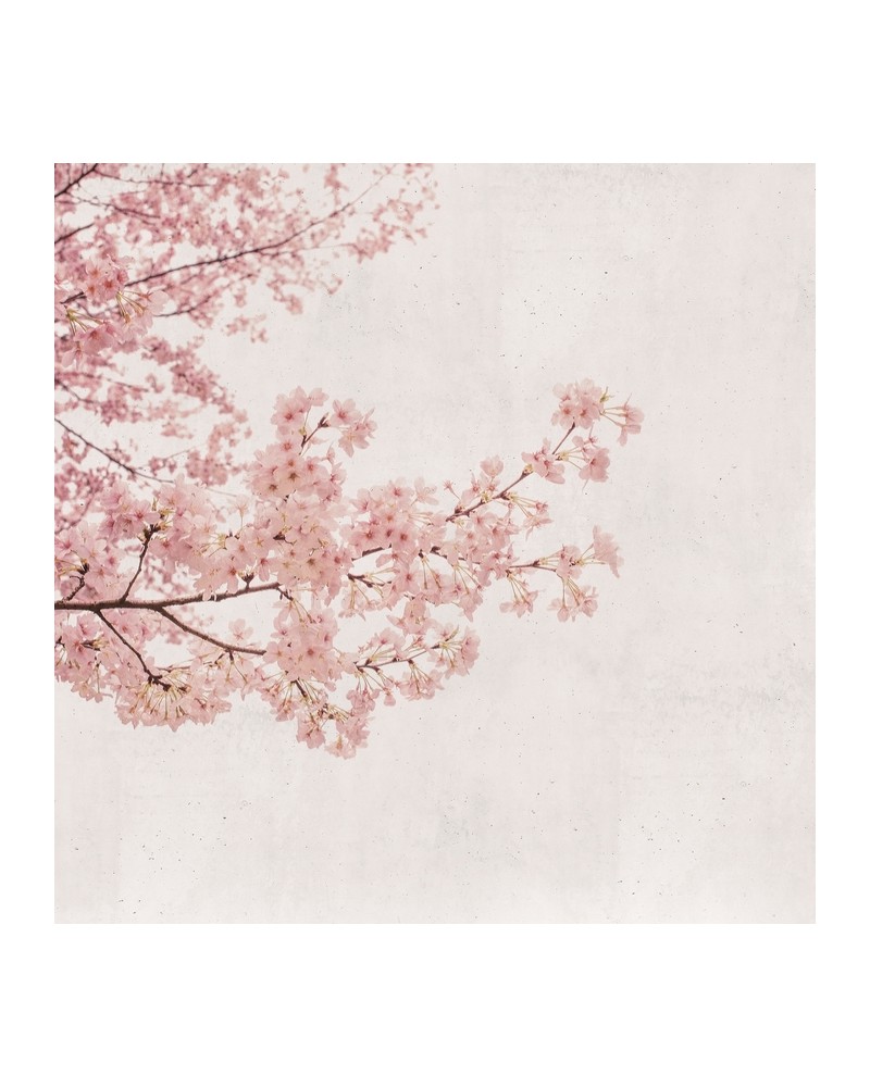 Papel Pintado 6500306 BLOSSOM ALMOND TREE PINK - COORDONNE