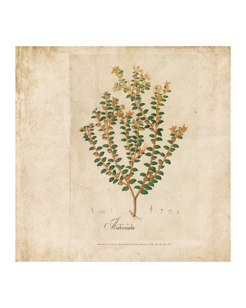 Papel Pintado 6500503 BOTANICAL DRAWING - COORDONNE Papel Pintado 6500503 BOTANICAL DRAWING - COORDONNE