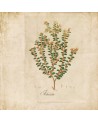 Papel Pintado 6500503 BOTANICAL DRAWING - COORDONNE