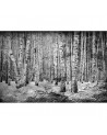 Papel Pintado 6500201 BROKEN FOREST BLACK - COORDONNE