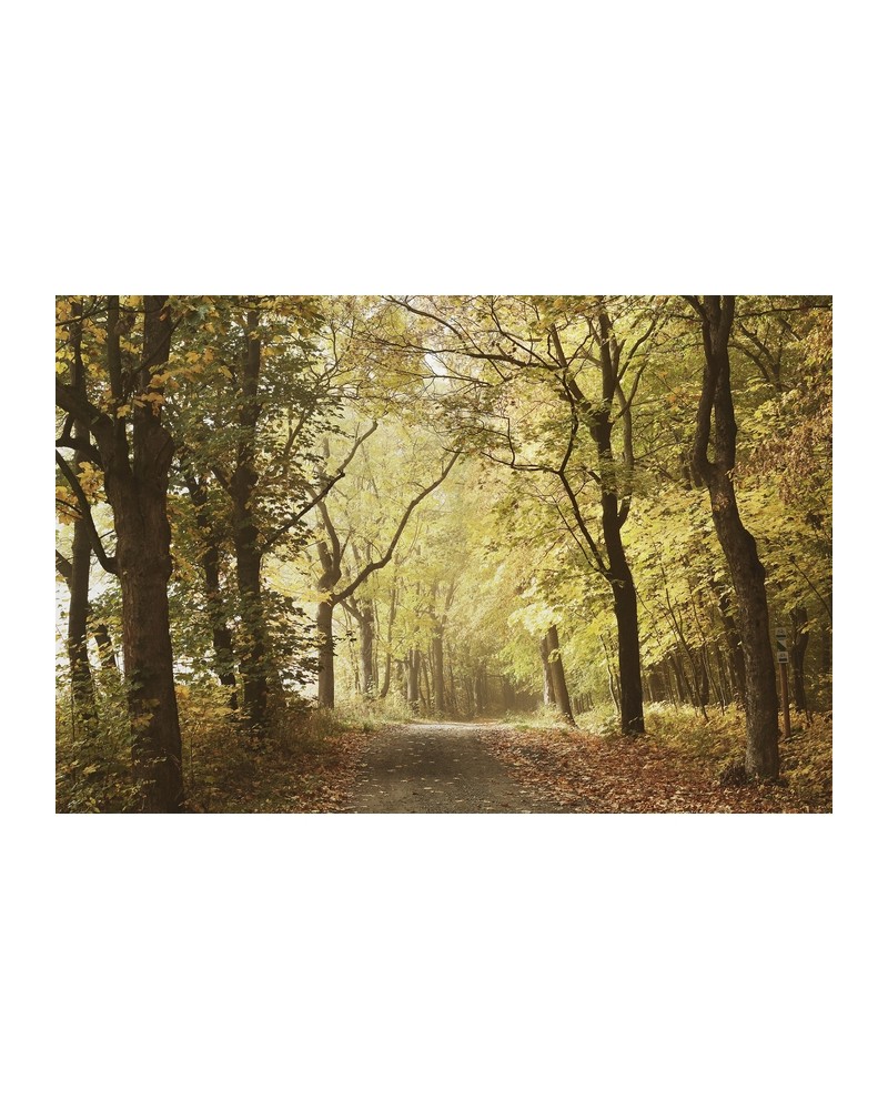 Papel Pintado 6500207 WOODS OCTOBER PATH - COORDONNE