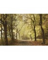 Papel Pintado 6500207 WOODS OCTOBER PATH - COORDONNE