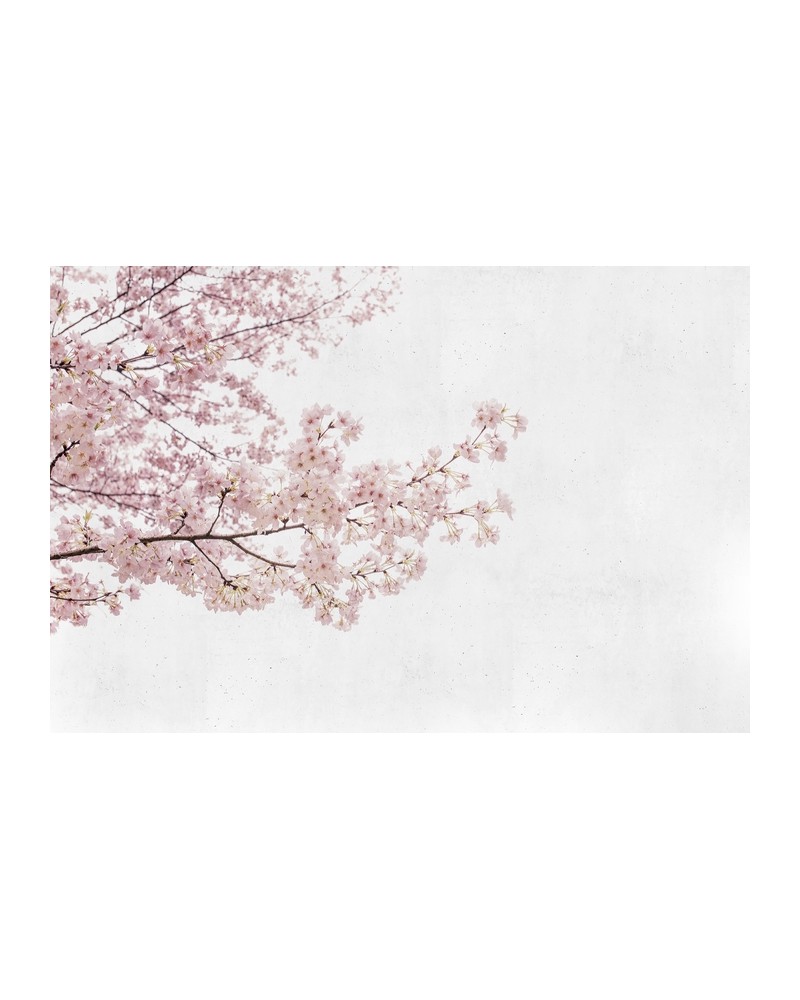 Papel Pintado 6500306 BLOSSOM ALMOND TREE PINK - COORDONNE