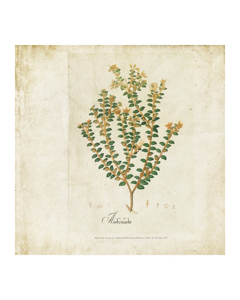 Papel Pintado 6500503 BOTANICAL DRAWING - COORDONNE