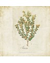 Papel Pintado 6500503 BOTANICAL DRAWING - COORDONNE