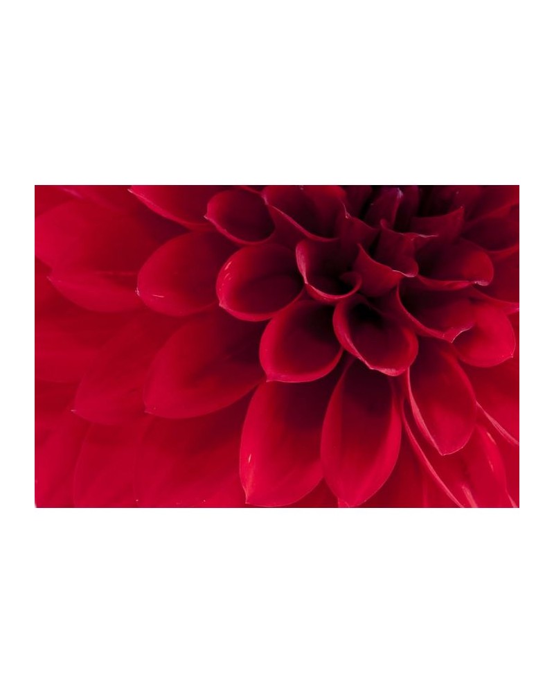 Papel Pintado R10601 Dahlia - REBEL WALLS Papel Pintado R10601 Dahlia - REBEL WALLS