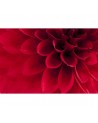 Papel Pintado R10601 Dahlia - REBEL WALLS