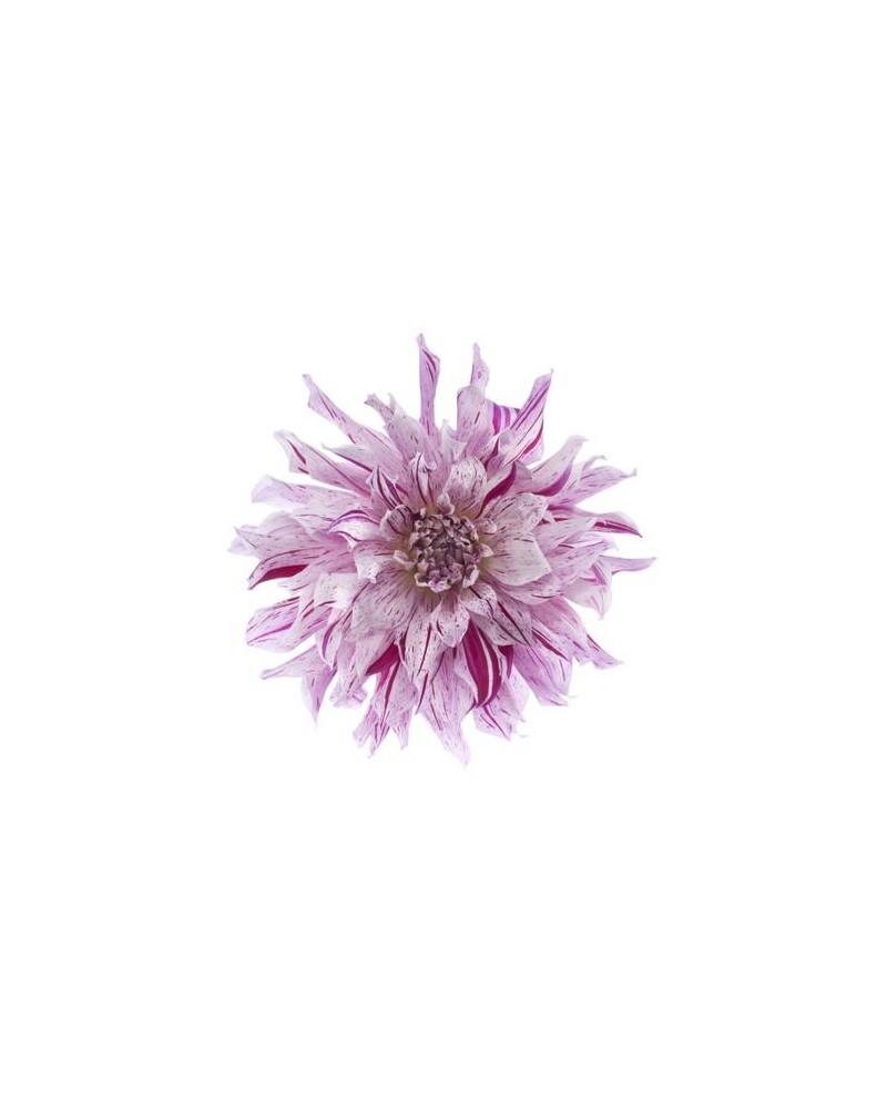 Papel Pintado R10611 Flower - REBEL WALLS