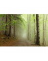 Papel Pintado R12471 Forest Path - REBEL WALLS