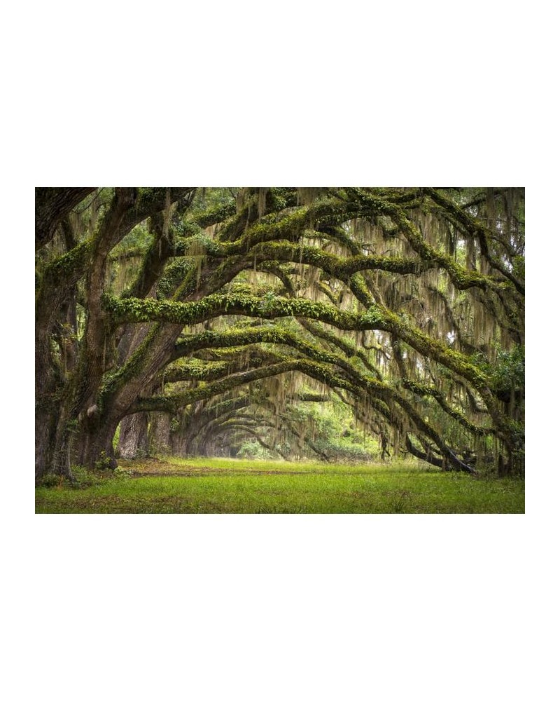 Papel Pintado R12481 Fairy Forest - REBEL WALLS Papel Pintado R12481 Fairy Forest - REBEL WALLS