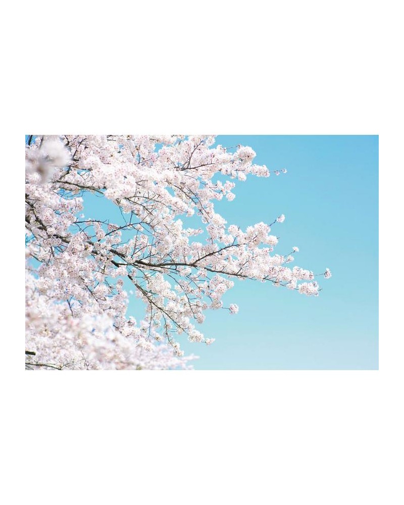 Papel Pintado R15541 Cherry Tree - REBEL WALLS Papel Pintado R15541 Cherry Tree - REBEL WALLS