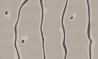 Papel Pintado D.N.A. INKLDPH1602 - INKIOSTRO BIANCO