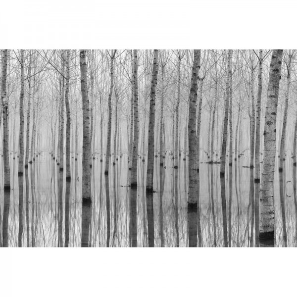 Papel Pintado R16061 BIRCH ECHO - REBEL WALLS Papel Pintado R16061 BIRCH ECHO - REBEL WALLS