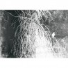 Papel Pintado ALBA SALIX WDAS1801 - WALL AND DECO