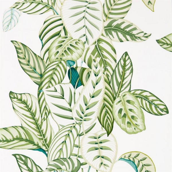 Papel Pintado CALATHEA DGLW216630 Botanical Green - Sanderson Papel Pintado CALATHEA DGLW216630 Botanical Green - Sanderson