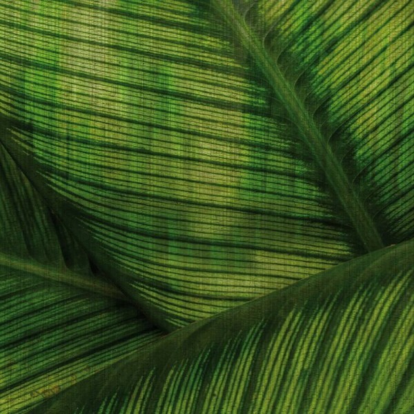 Papel Pintado GLRO121A LEAF - GLAMORA Papel Pintado GLRO121A LEAF - GLAMORA
