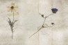 Papel Pintado GLL21A-STILL-LIFE - GLAMORA