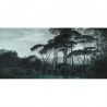 Papel Pintado PINE-TREES DOM1510 - LES DOMINOTIERS
