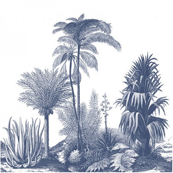 ALOES DOM306 ALOES DOM306