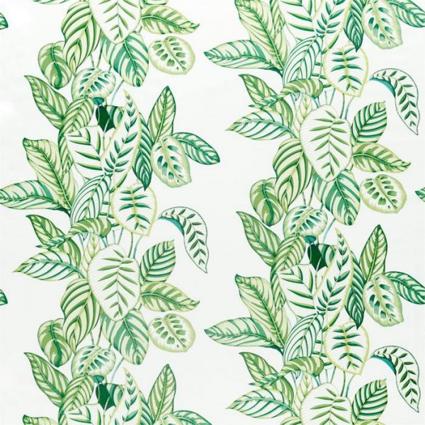 Calathea 226575 Calathea 226575