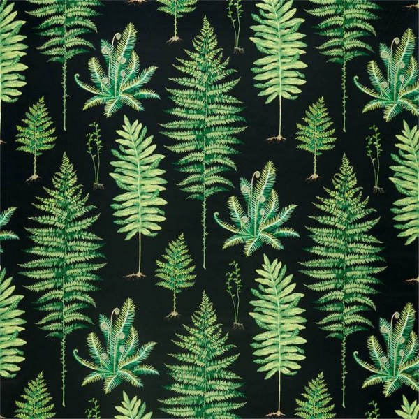 Fernery 226577 Fernery 226577
