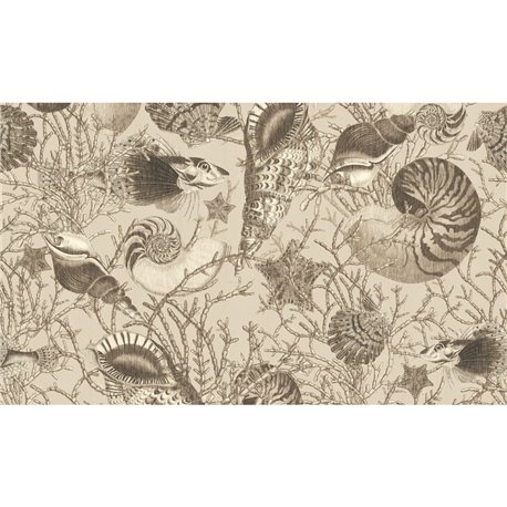 Conchiglie - C1203 Conchiglie - C1203