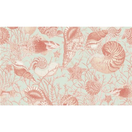Conchiglie - C1204 Conchiglie - C1204