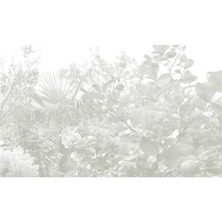 Limonaia - B8802 Limonaia - B8802