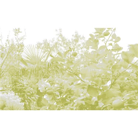 Limonaia - B8803 Limonaia - B8803