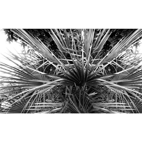 Palme - B8901 Palme - B8901