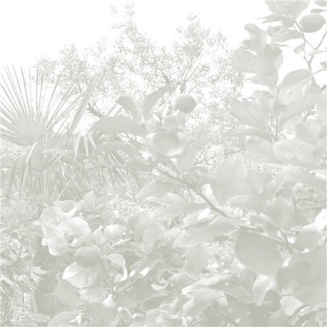 Limonaia - B8802