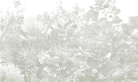 Limonaia - B8802
