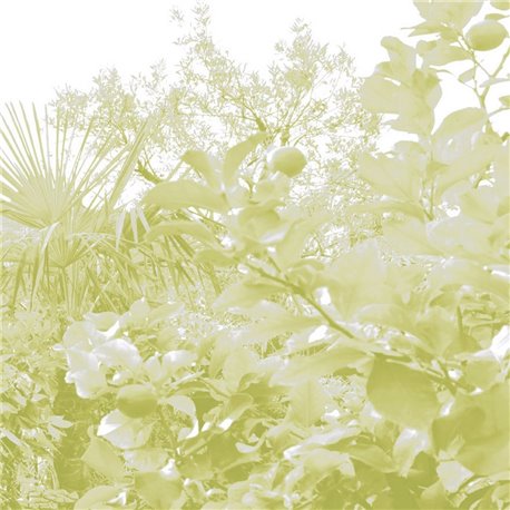 Limonaia - B8803