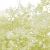 Limonaia - B8803