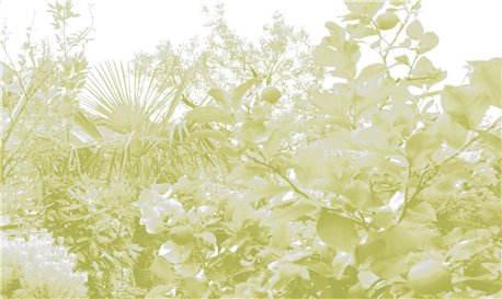 Limonaia - B8803