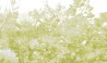Limonaia - B8803