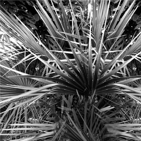 Palme - B8901