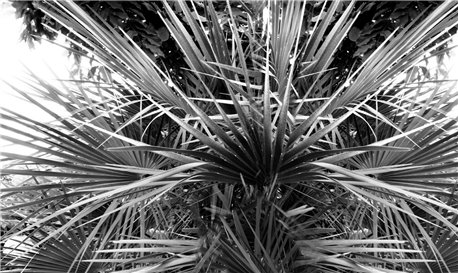 Palme - B8901