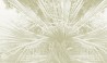Palme - B8902