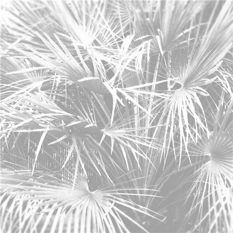 Palmeto - B9102