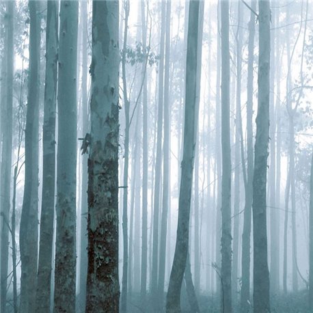 Mysterious Forest 309144 Mysterious Forest 309144