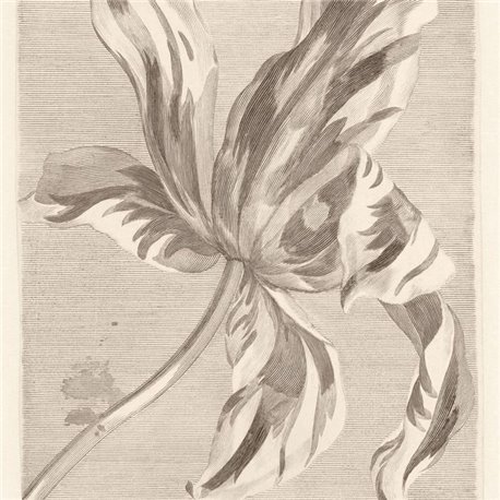 Tulip Teyler Sepia 309032 Tulip Teyler Sepia 309032
