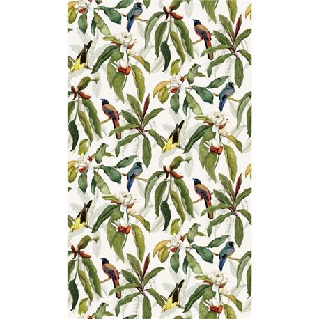 Michelia W7612-03 Michelia W7612-03