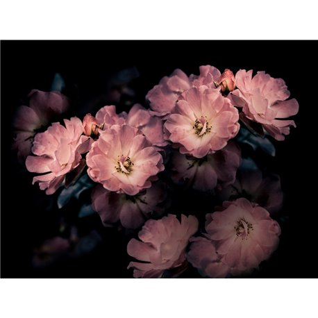 AROMA INKGLXY1901 AROMA INKGLXY1901